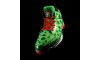 Li-Ning Way of Wade 2 "Christmas" SE